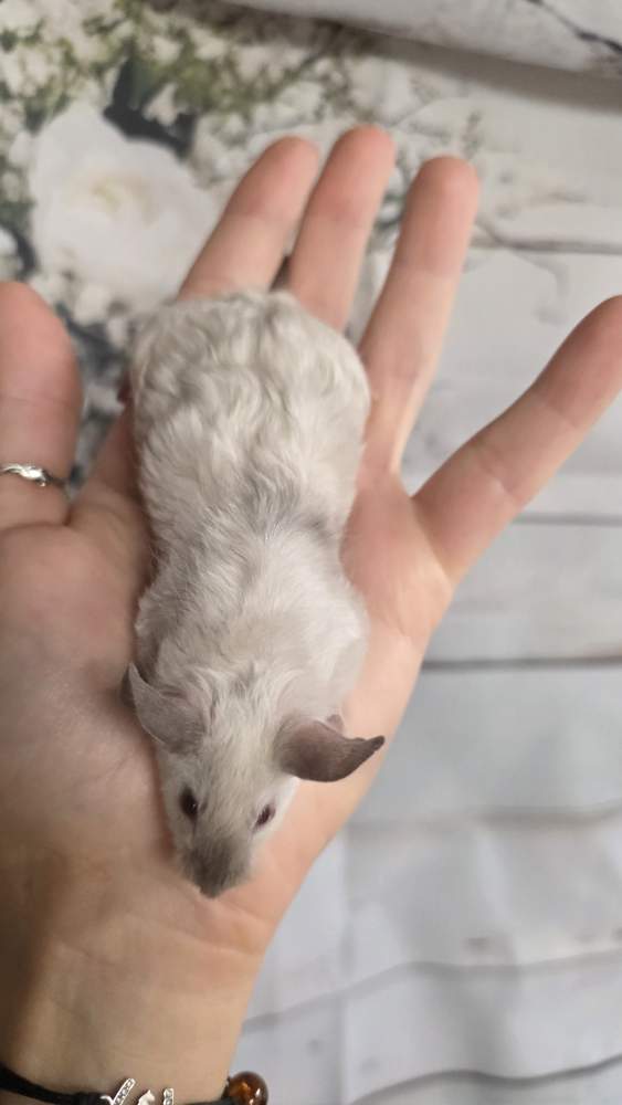 Fancy mouse Pet only Mus musculus 