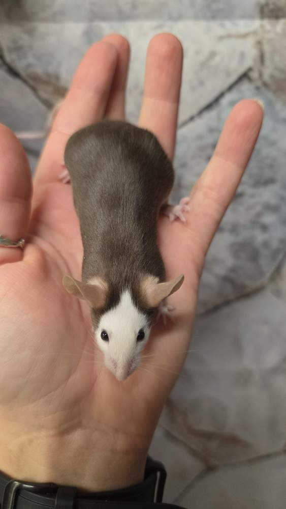 Fancy mouse Pet only Mus musculus 