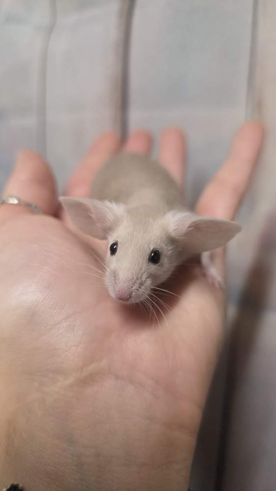 Fancy mouse Pet only Mus musculus 