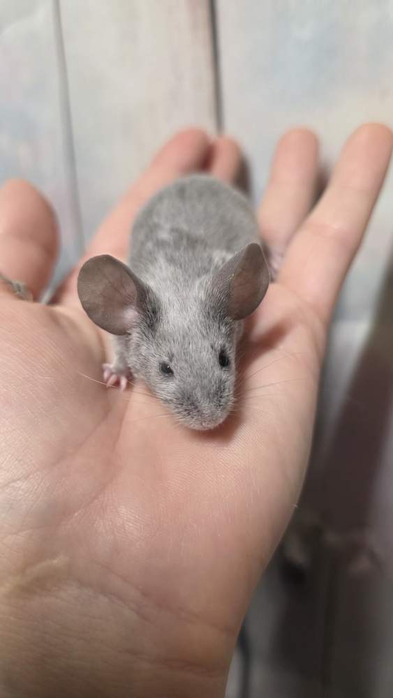 Fancy mouse Pet only Mus musculus 