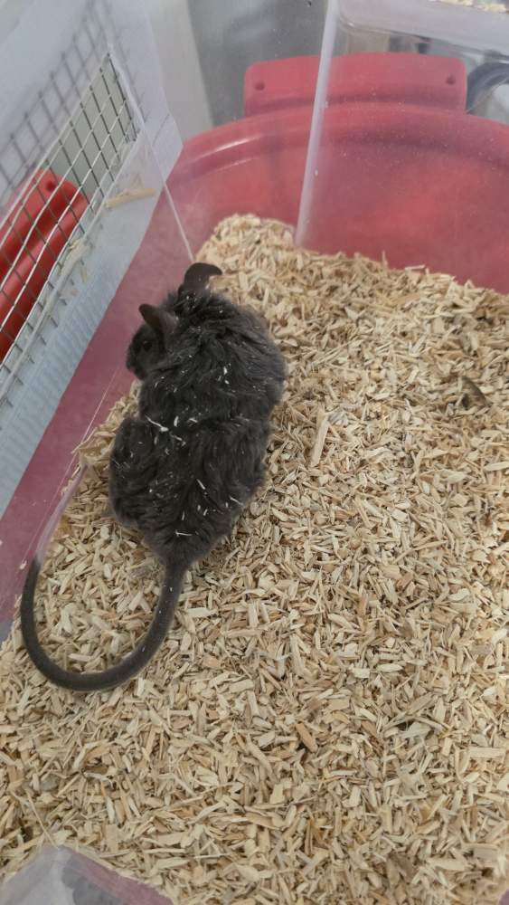 Fancy mouse Pet only Mus musculus 