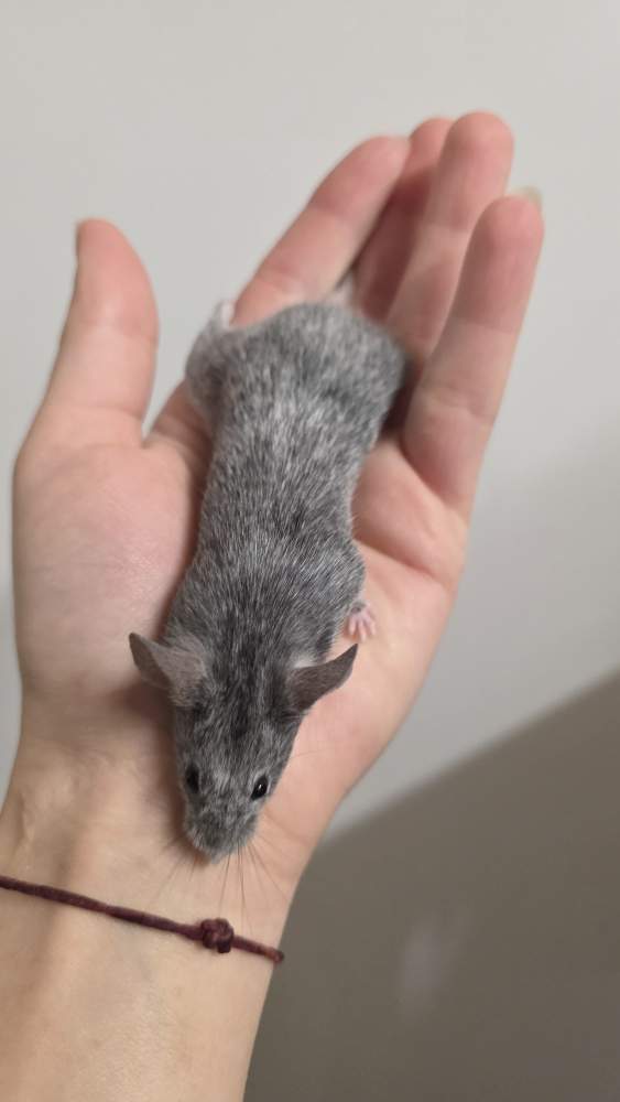 Fancy mouse Pet only Mus musculus 