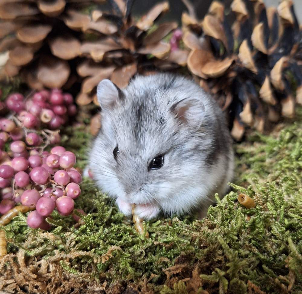 Campbells dwarf hamster Pet only Phodopus campbelli 
