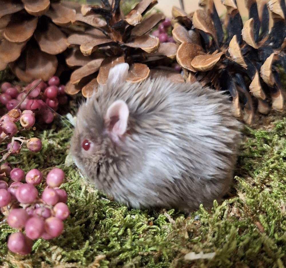 Campbells dwarf hamster Pet only Phodopus campbelli 