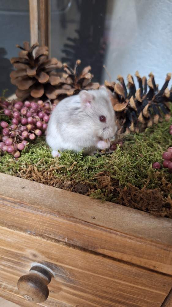 Campbells dwarf hamster Pet only Phodopus campbelli 