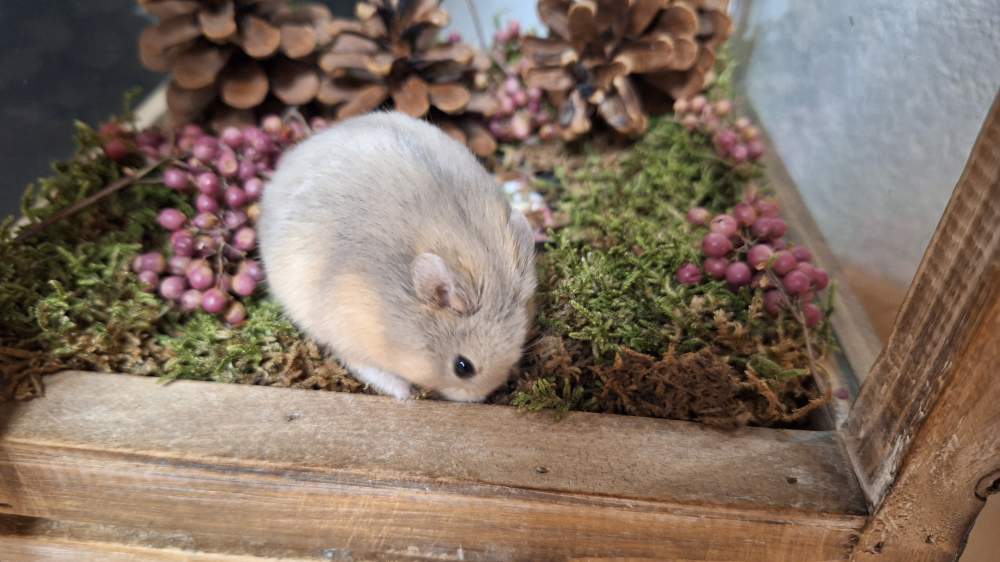 Campbells dwarf hamster Pet only Phodopus campbelli 