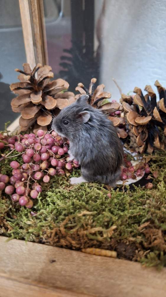 Campbells dwarf hamster Pet only Phodopus campbelli 