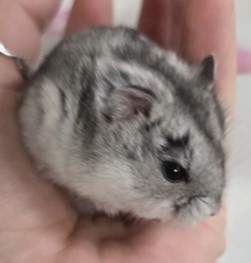 Campbells dwarf hamster Pet only Phodopus campbelli 