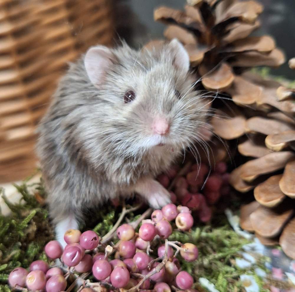 Campbells dwarf hamster Pet only Phodopus campbelli 