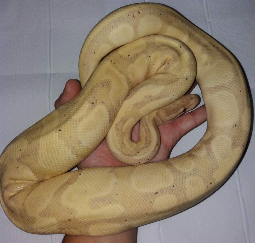 Ball python Breeder Python regius 