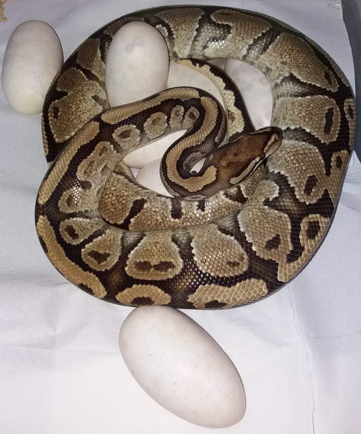 Ball python Breeder Python regius 