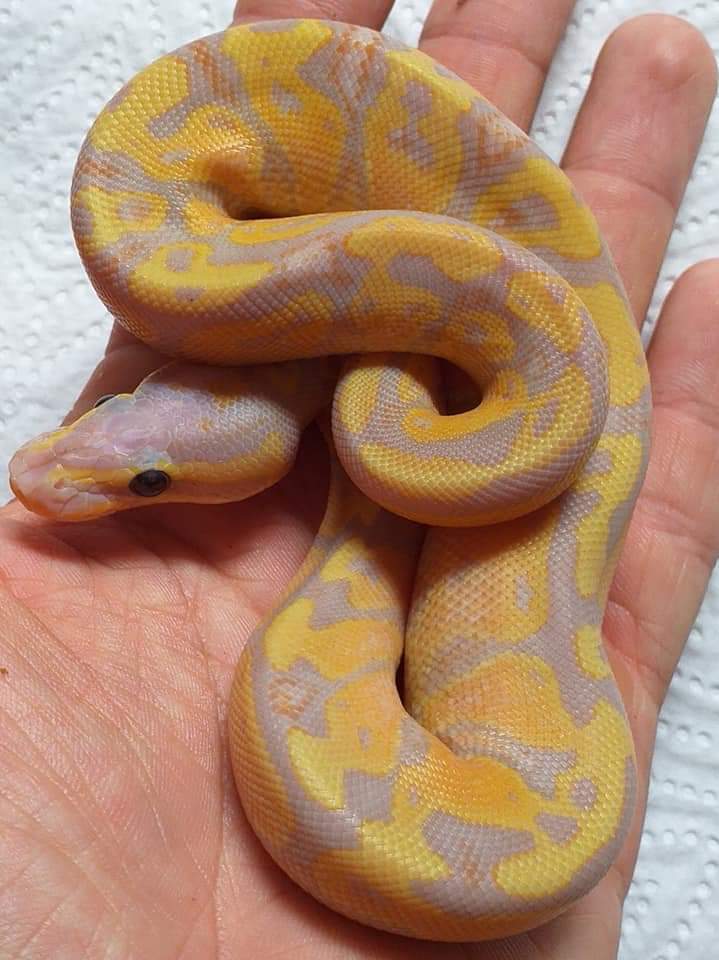 Ball python Available for rehoming Python regius 