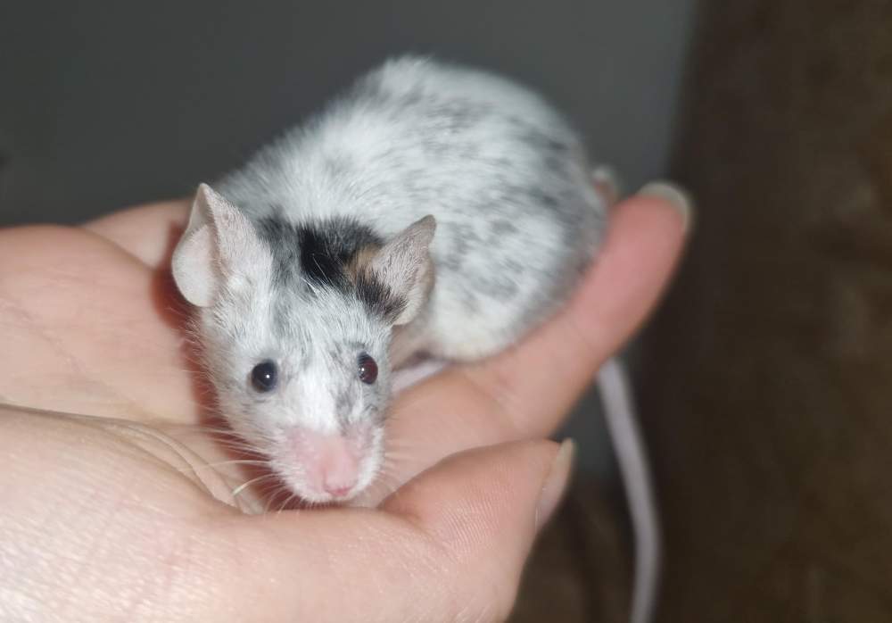 Fancy mouse Breeder Mus musculus 
