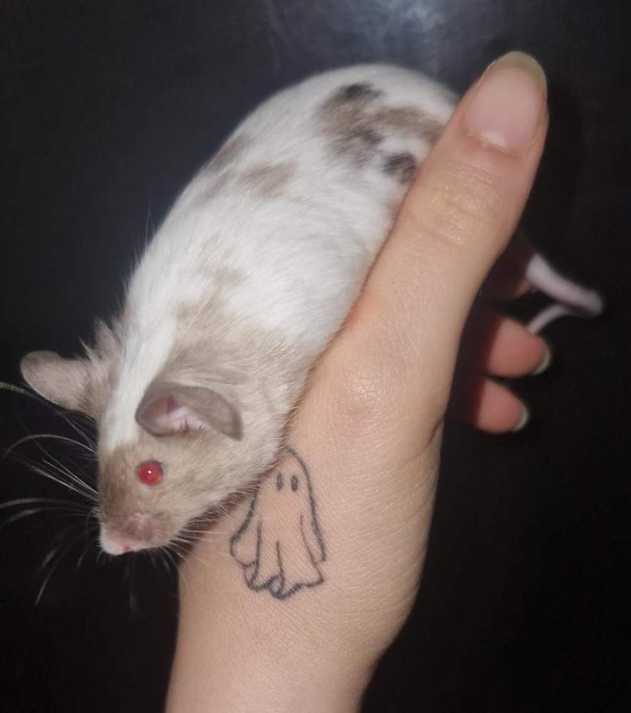 Fancy mouse Breeder Mus musculus 