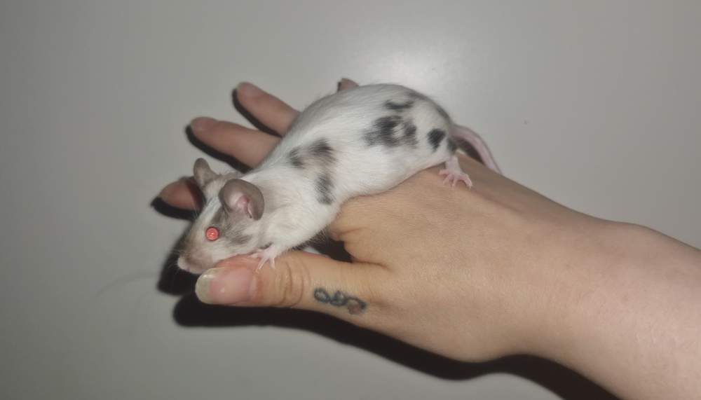 Fancy mouse Breeder Mus musculus 