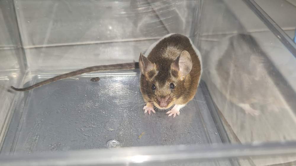 Fancy mouse Breeder Mus musculus 