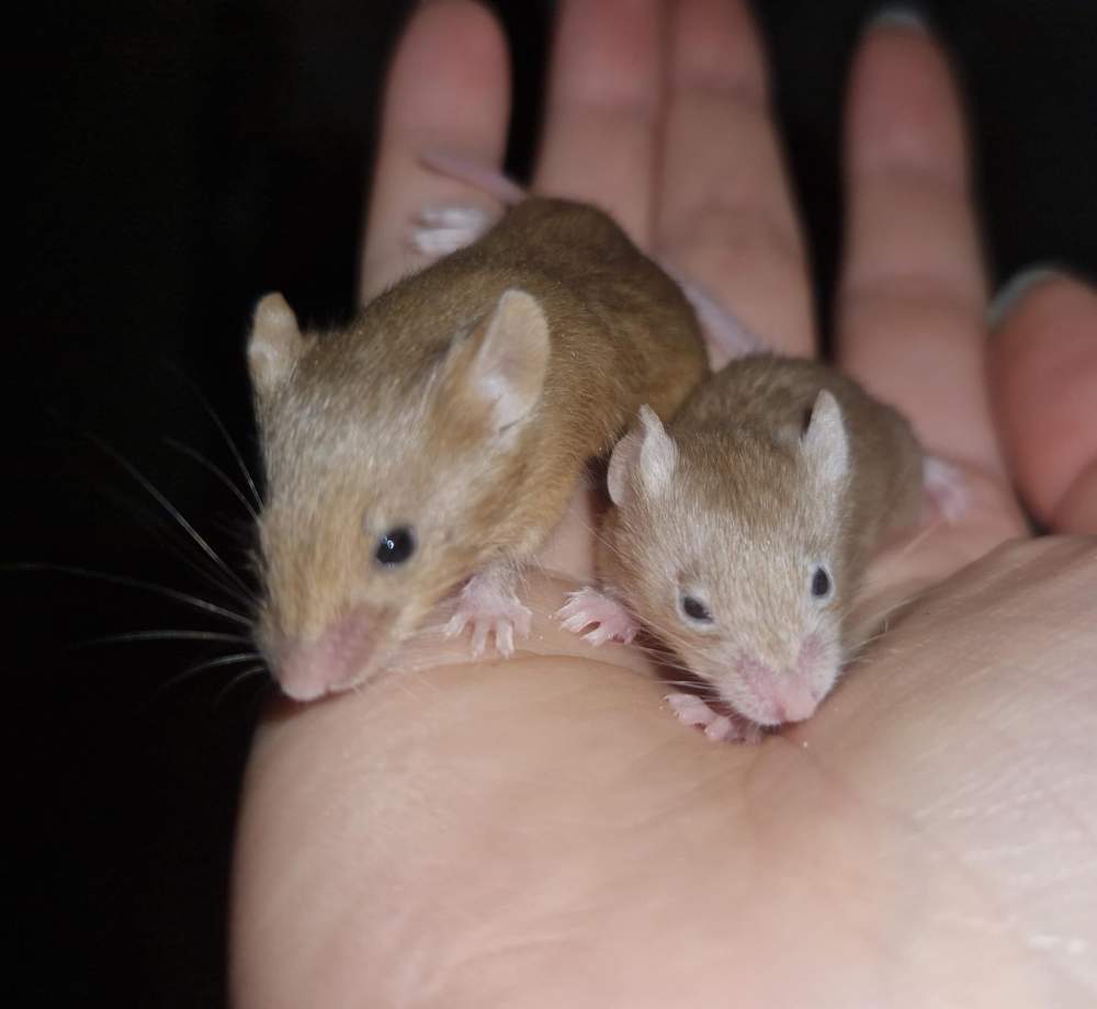 Fancy mouse Breeder Mus musculus 