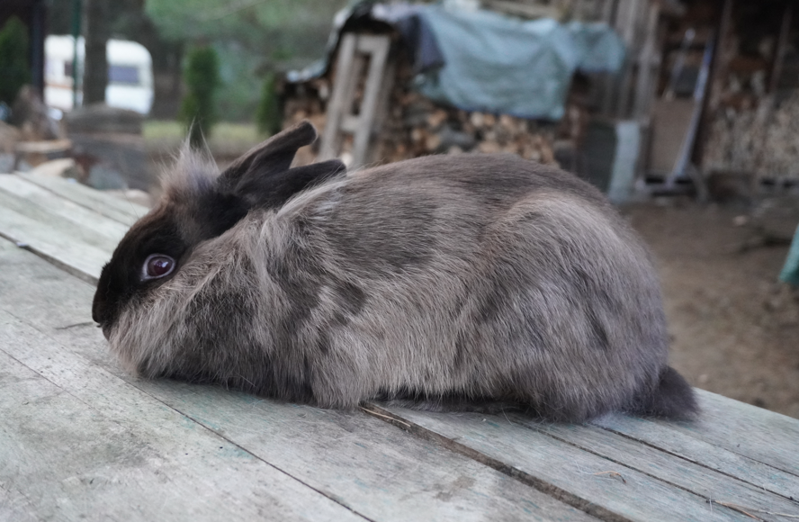 Mixed Breed Rabbit Breeder  