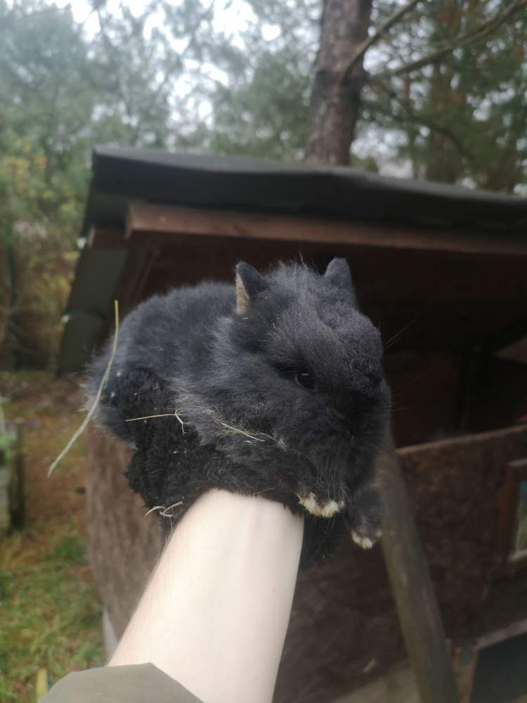 Mixed Breed Rabbit Pet only  