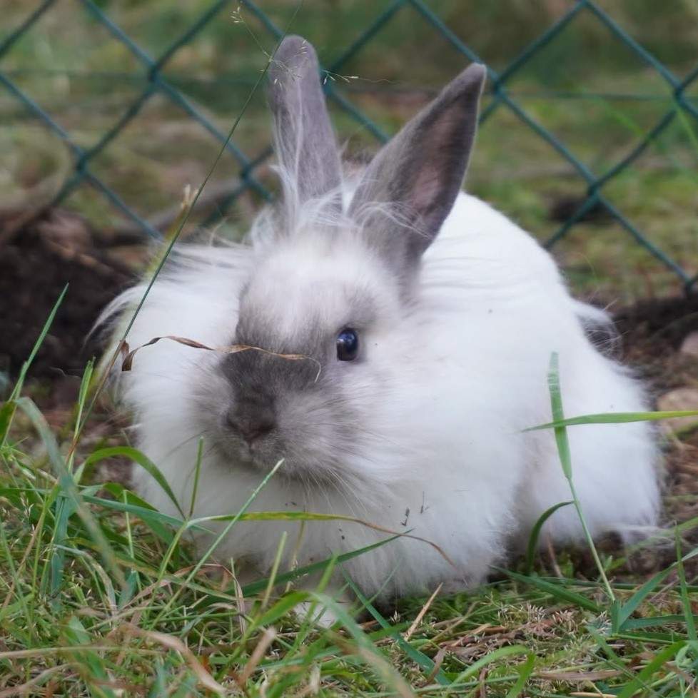 Mixed Breed Rabbit Breeder  