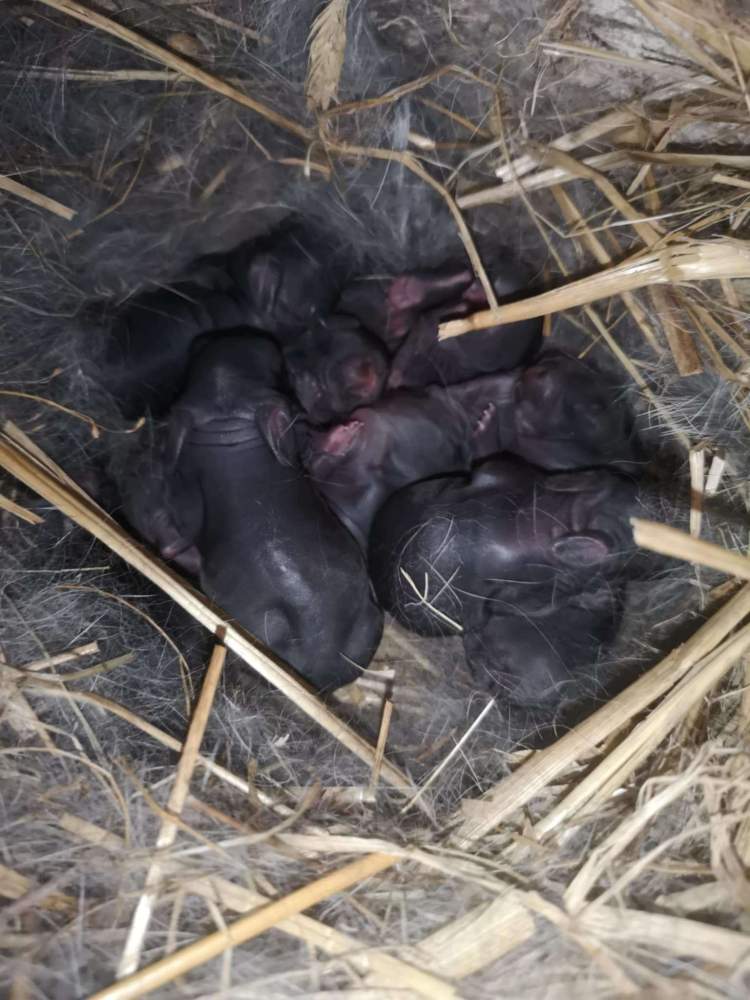 Mixed Breed Rabbit Breeder  
