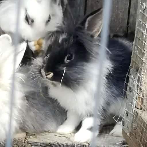 Mixed Breed Rabbit Breeder  
