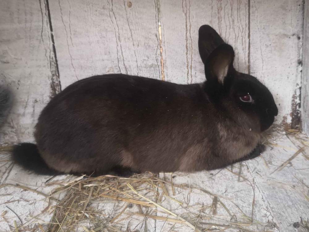 Special rabbit Breeder  
