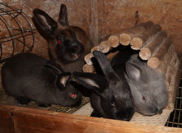 Special rabbit Breeder  