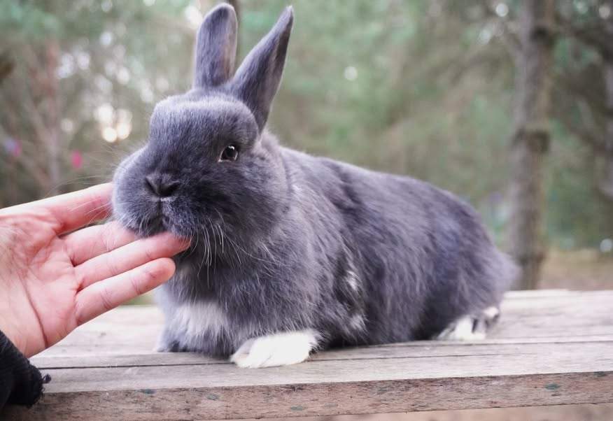Mixed Breed Rabbit Breeder  