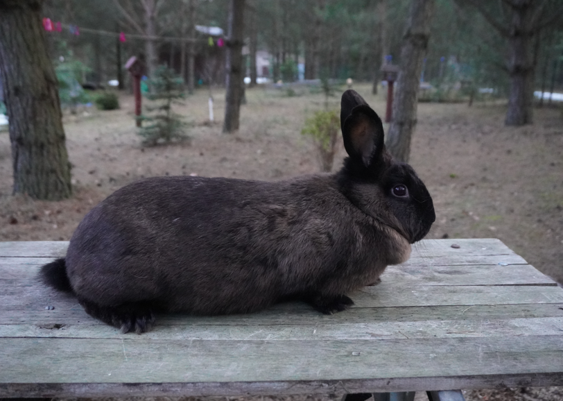Special rabbit Breeder  