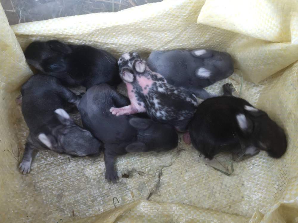 Mixed Breed Rabbit Pet only  