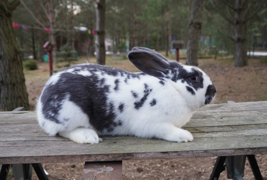 Mixed Breed Rabbit Breeder  