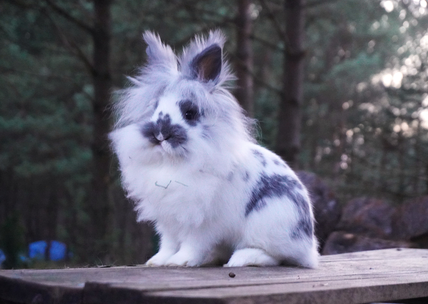 Mixed Breed Rabbit Breeder  