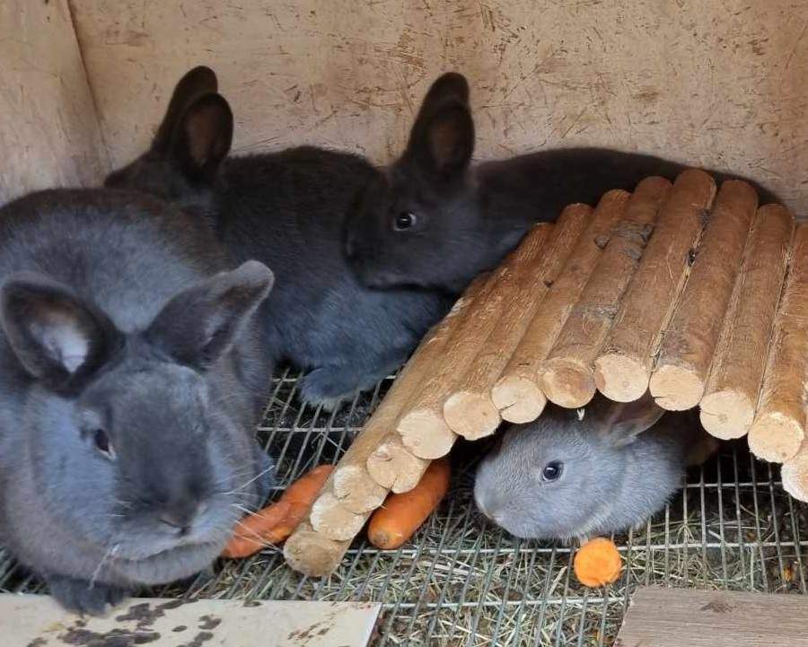 Mixed Breed Rabbit Breeder  