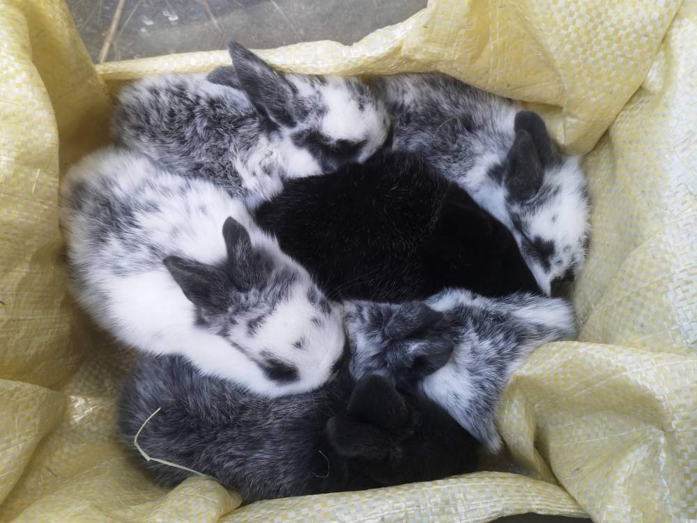 Mixed Breed Rabbit Pet only  