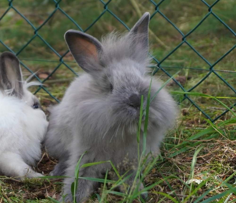 Mixed Breed Rabbit Breeder  