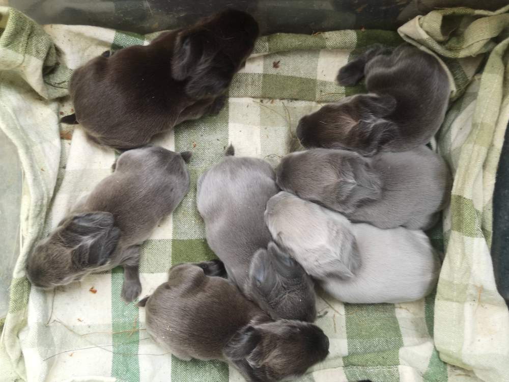 Special rabbit Breeder  