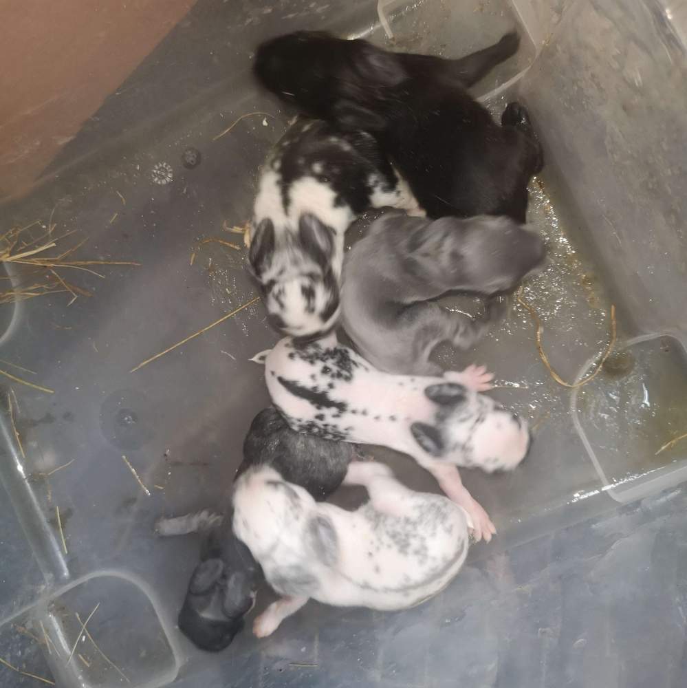 Mixed Breed Rabbit Breeder  