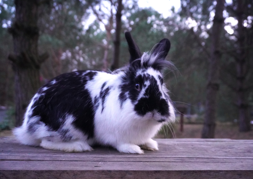 Mixed Breed Rabbit Breeder  