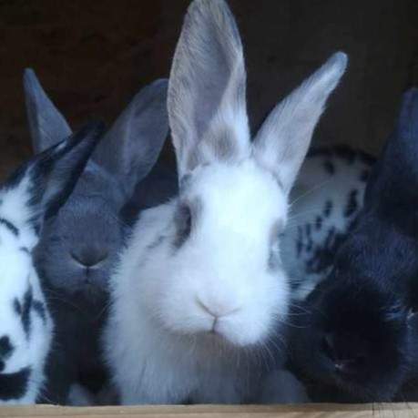 Mixed Breed Rabbit Breeder  