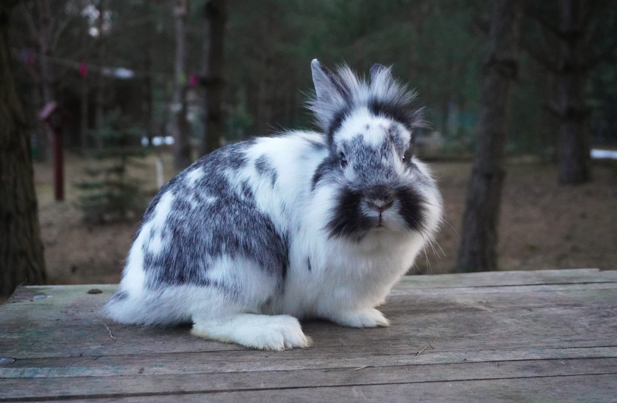 Mixed Breed Rabbit Breeder  