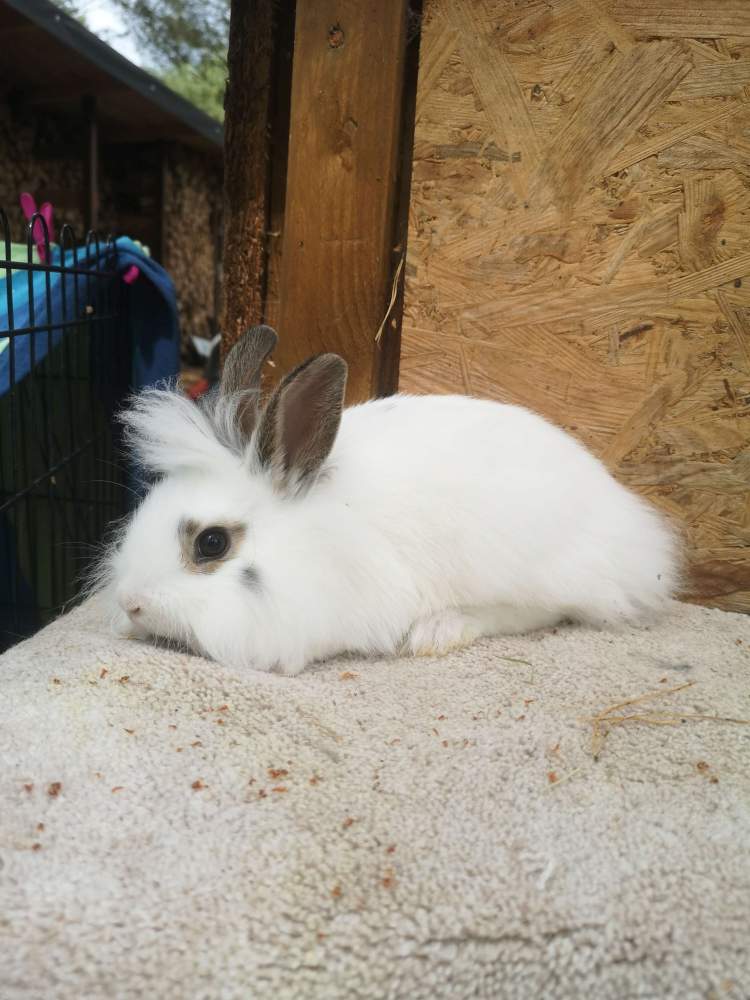 Mixed Breed Rabbit Breeder  