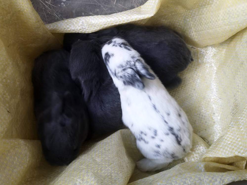 Mixed Breed Rabbit Pet only  