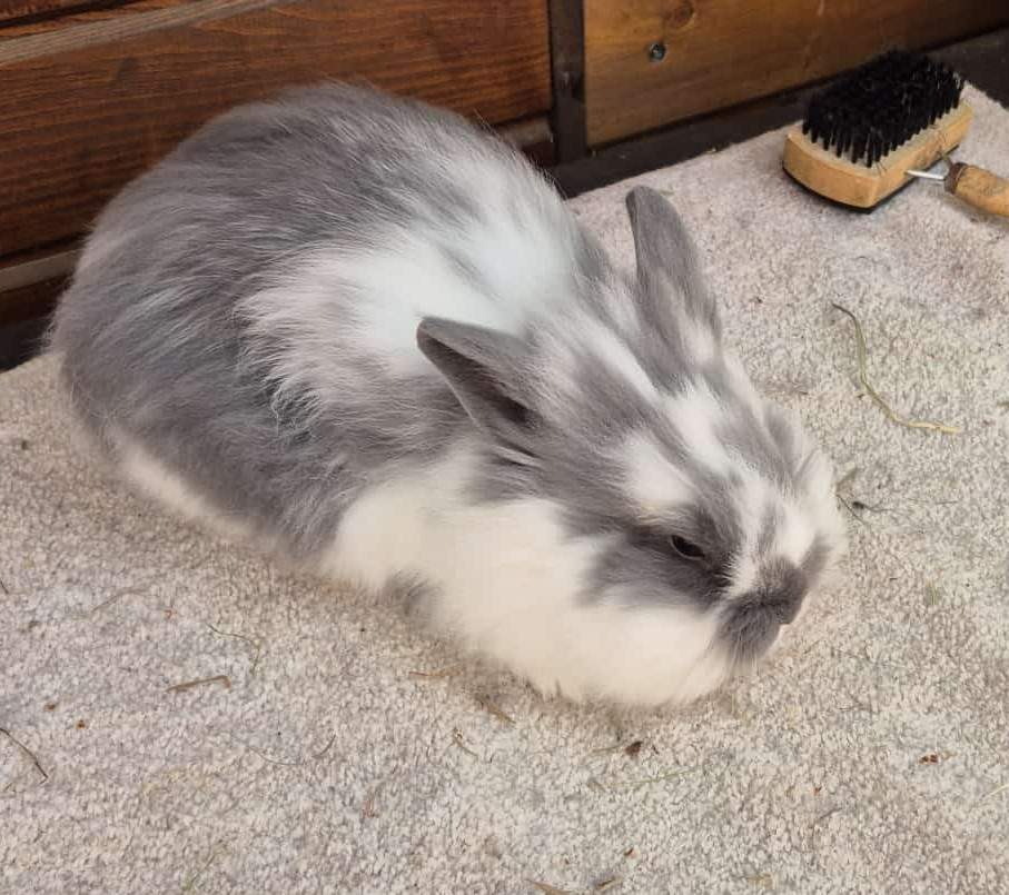 Mixed Breed Rabbit Breeder  