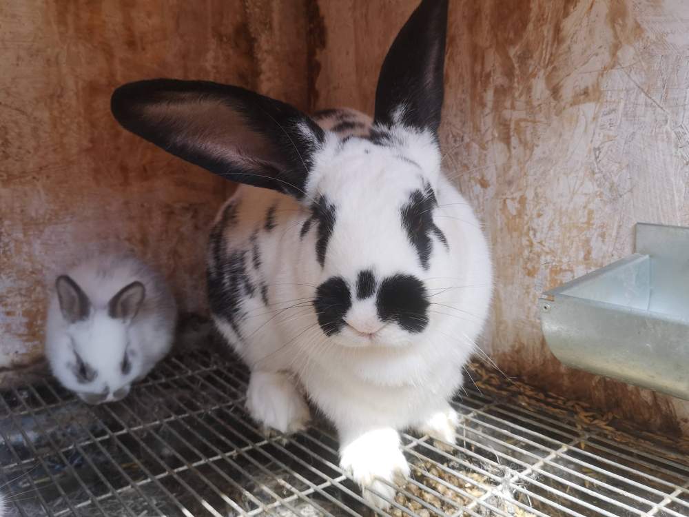 Mixed Breed Rabbit Breeder  