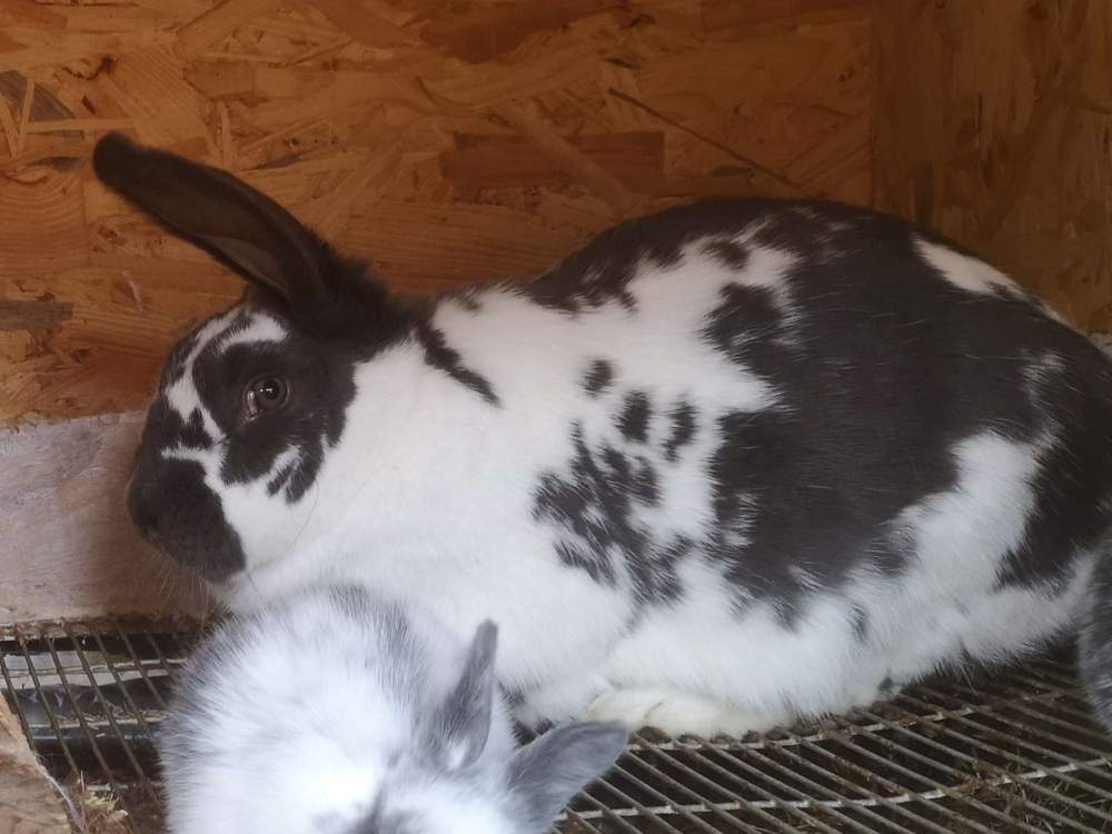 Mixed Breed Rabbit Breeder  