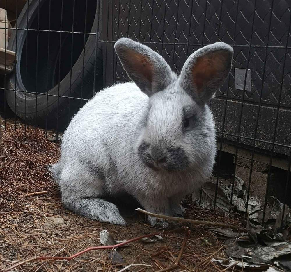Special rabbit Breeder  