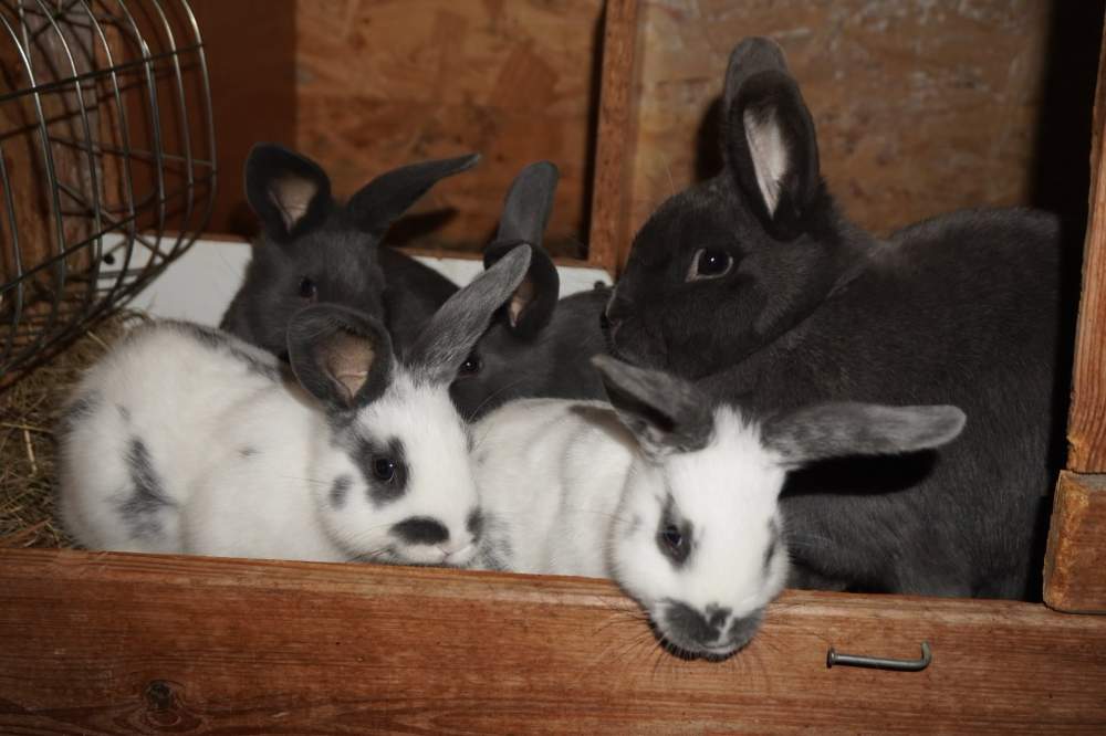 Mixed Breed Rabbit Breeder  