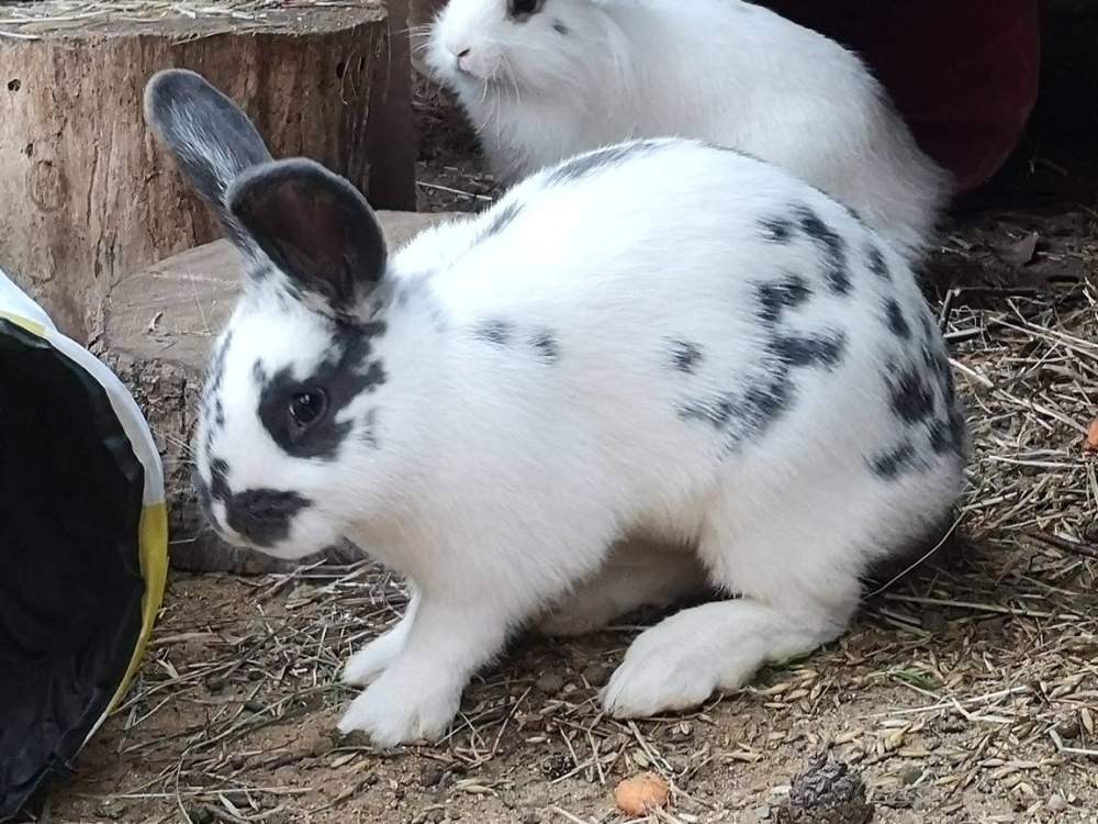 Mixed Breed Rabbit Breeder  
