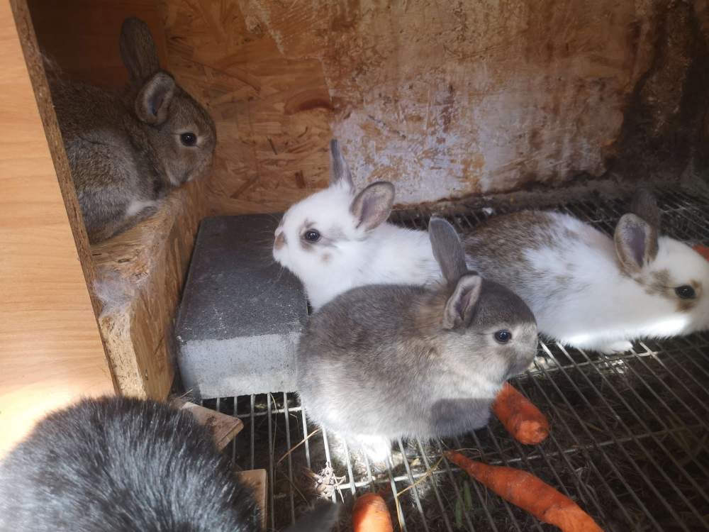 Mixed Breed Rabbit Breeder  